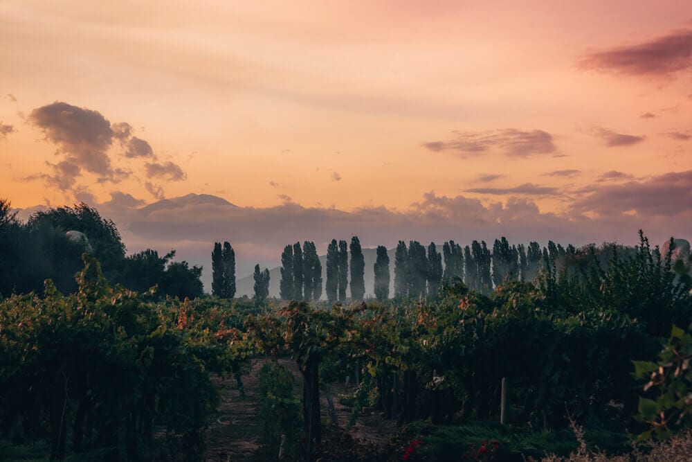 Cavas-Wne-Lodge-Vineyards-Landscape-